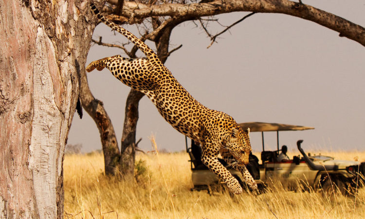 09 Days Classic Tanzania Safari